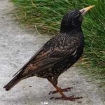 image of bird