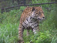 image of jaguar_car