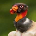 image of bird
