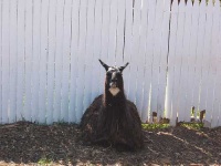 image of llama