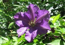 image of clematis #27