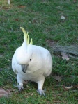 image of sulphur_crested_cockatoo #1