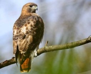 image of hawk