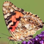 image of animal