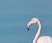 image of animal
