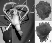 image of isopod