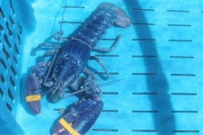 image of lobster