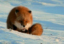 image of red_fox