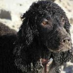 image of irish_spaniel #8