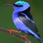image of bird