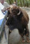 image of bison