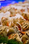 image of dungeness_crab