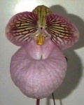 image of flower