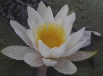 image of flower