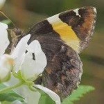 image of banded_butterfly #88