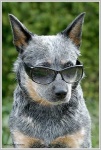 image of sunglasses