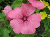 image of flower