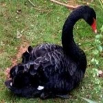 image of bird