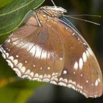 image of eggfly #1