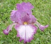 image of bearded_iris #27