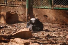 image of badger