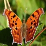 image of animal