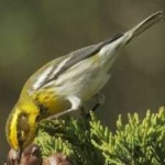 image of bird
