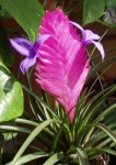 image of flower