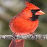 image of bird
