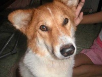 image of dingo
