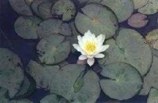 image of water_lilly