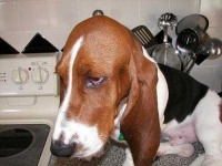 image of basset