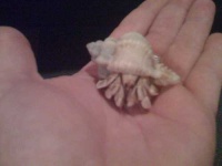 image of hermit_crab