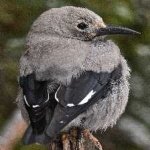image of bird