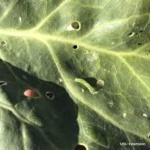 image of damage_to_cabbage_leaves