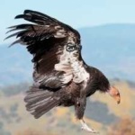 image of bird
