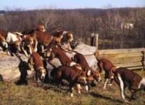 image of english_foxhound