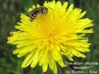 image of flower