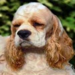 image of animal