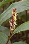 image of flower
