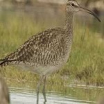 image of bird