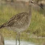 image of whimbrel #29