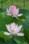 image of lotus #13