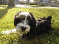 image of tibetan_terrier #18