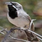 image of black_throated_sparrow #34