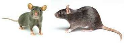 image of animal