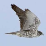 image of bird