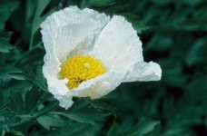 image of flower