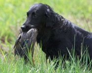 image of flat_coated_retriever