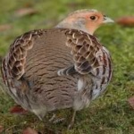 image of bird